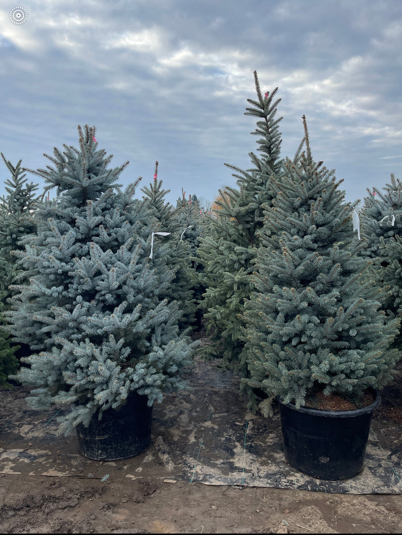 Blue Spruce