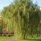Golden Weeping Willow