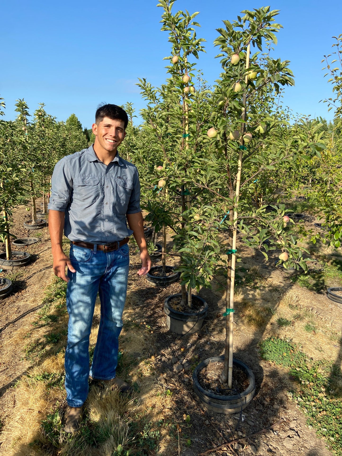 Honeycrisp Apple Tree