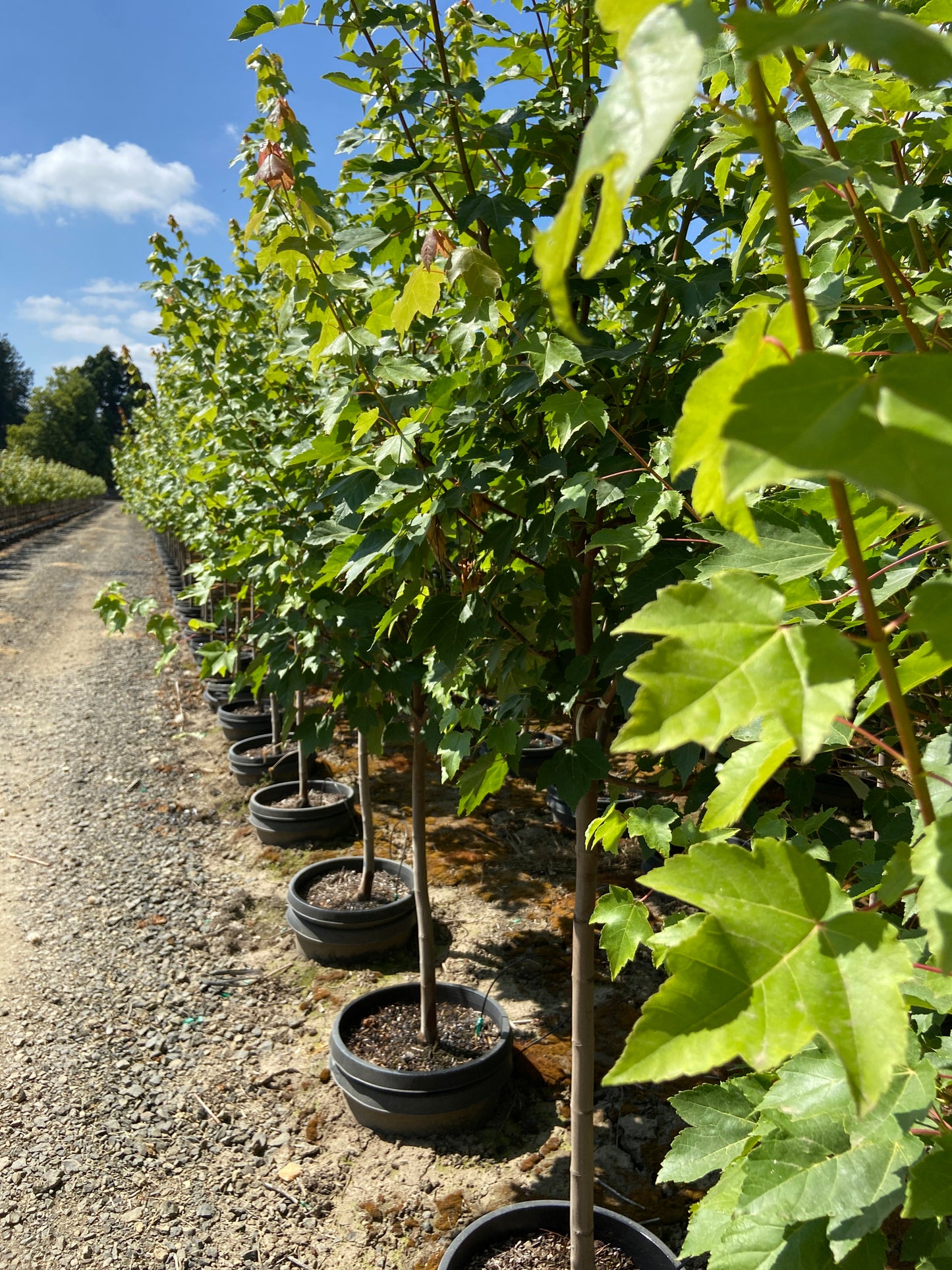 October Glory Red Maple