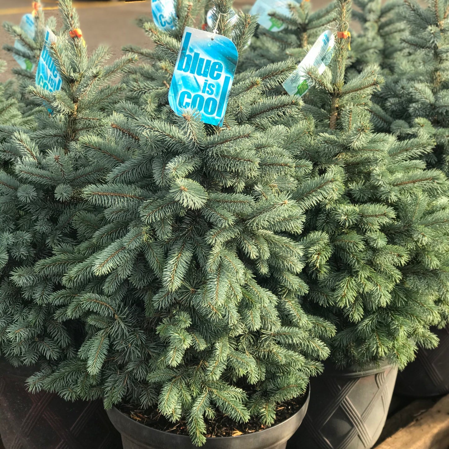 Blue Spruce