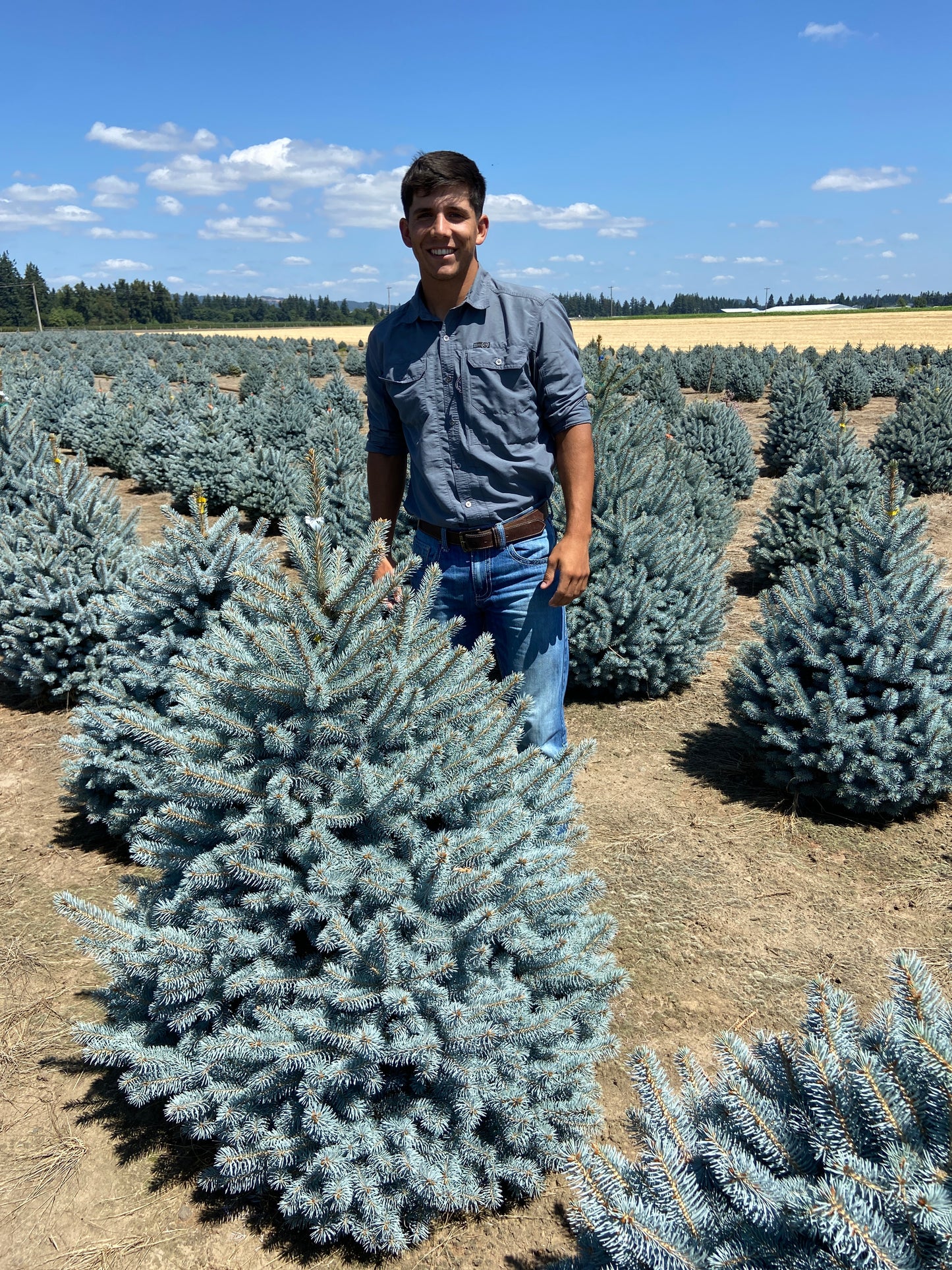 Blue Spruce