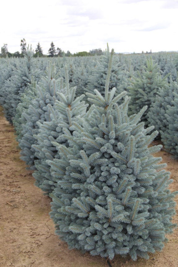 Blue Spruce