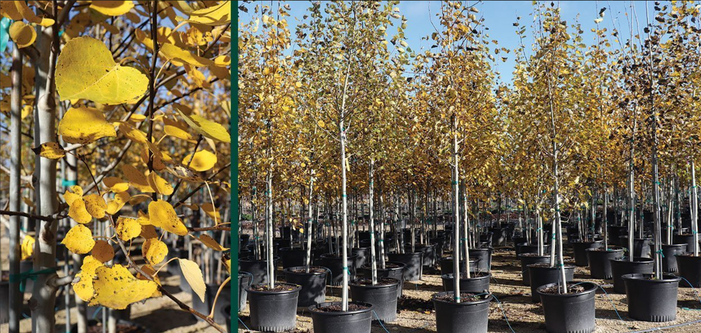 Quaking Aspen
