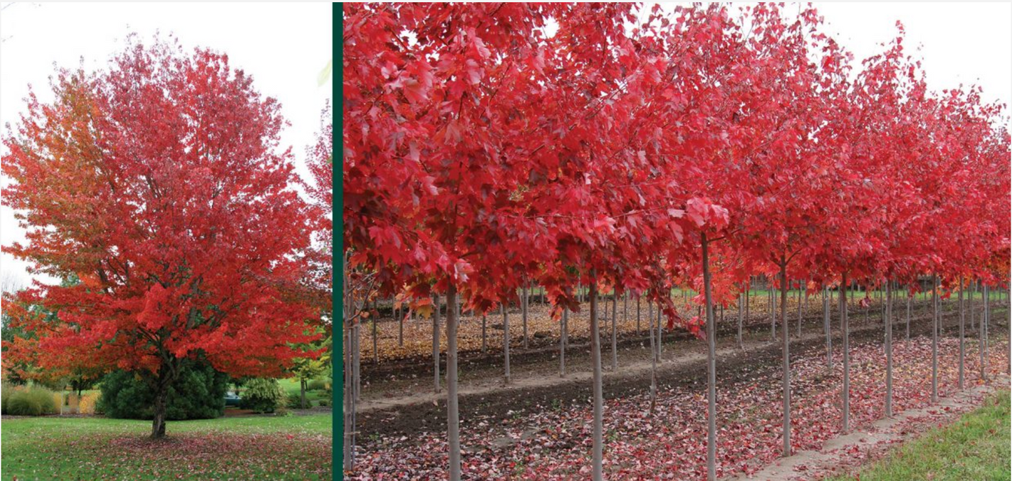 Red Sunset Maple