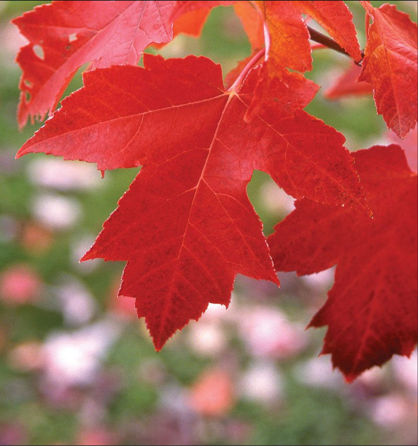 Red Sunset Maple