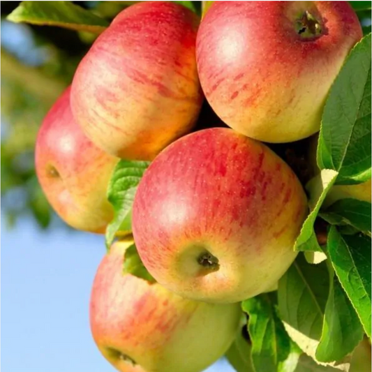 Honeycrisp Apple Tree