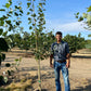 Quaking Aspen