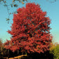 Northern Red Oak