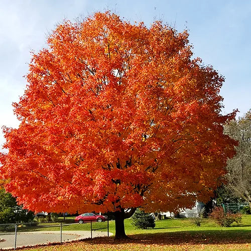 October Glory Red Maple