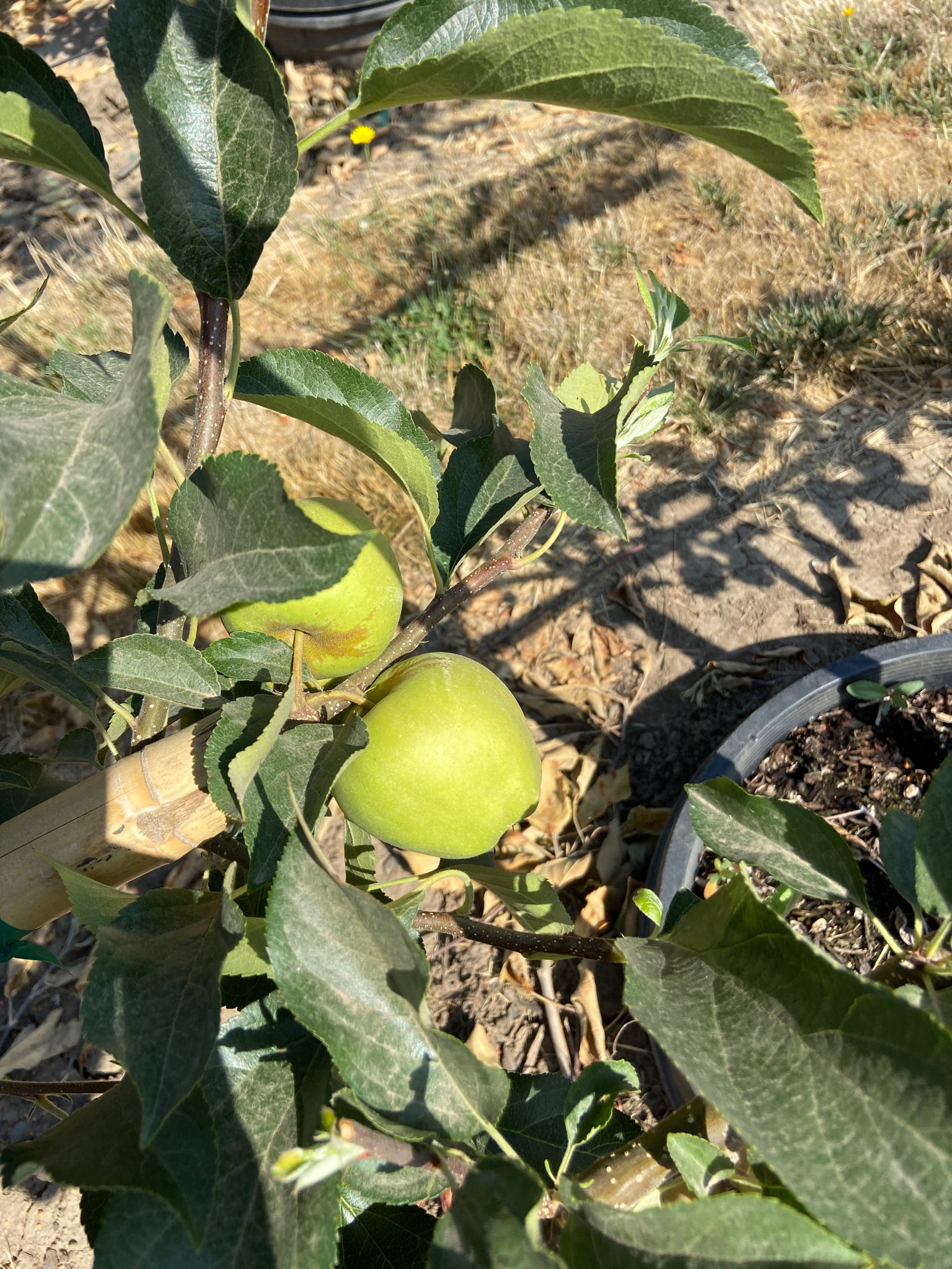 Golden Delicious Apple Tree The Tree Folks