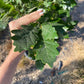 Northern Red Oak