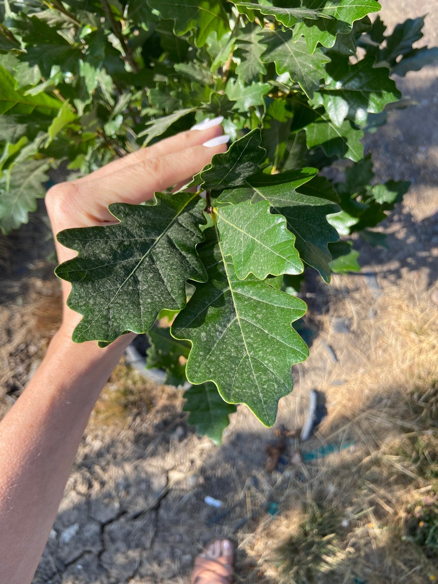 Northern Red Oak