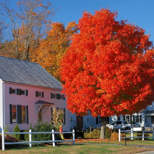 Autumn Blaze Maple