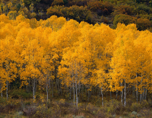 Quaking Aspen