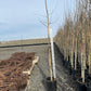 Quaking Aspen