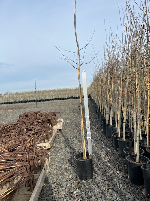 Quaking Aspen