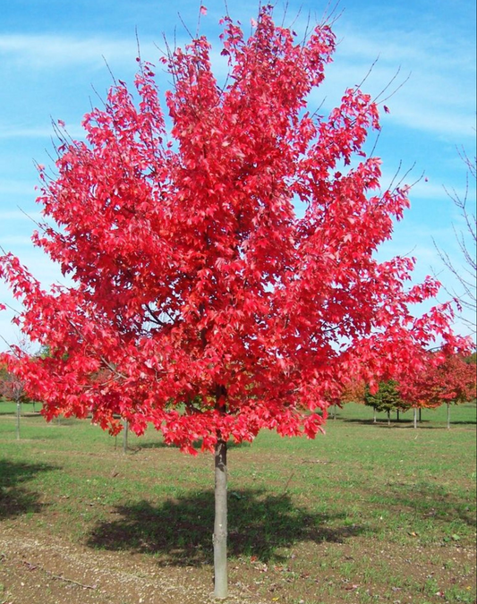 Red Sunset Maple